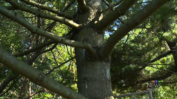 Montreal’s leaky pipes could accidentally be keeping trees lush and green