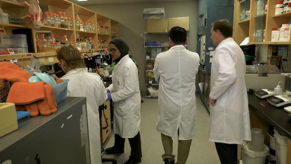 From vitamins to biofuel: Western researchers open door to unlocking potential uses of algae