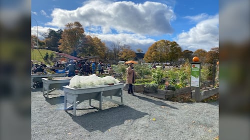 People are gathered at the Common Roots Urban Farm in Halifax, N.S., during the annual Harvest Hootenanny on Nov. 1, 2025. (Vanessa Wright / CTV Atlantic)