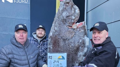 Quebec fisher pulls 244-pound Atlantic halibut out in Saguenay, breaks record