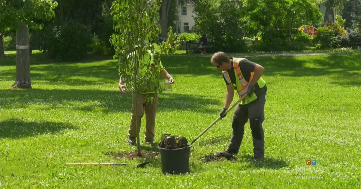 ‘Terrible decision': Advocacy group concerned about proposed tree budget cut