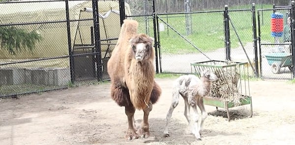 ‘Incredible:’ Toronto Zoo announces birth of new Bactrian camel calf