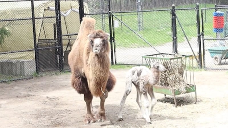 ‘Incredible:’ Toronto Zoo announces birth of new Bactrian camel calf