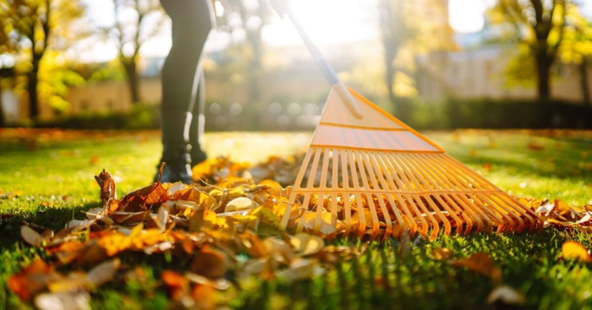 Fall Collection Time Fall yard waste collection season in Edmonton begins next week