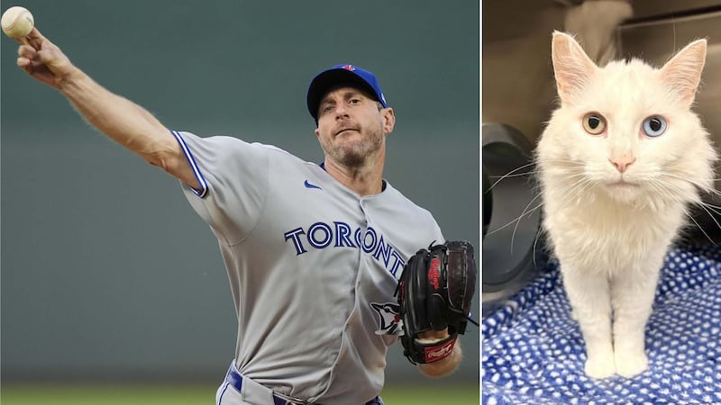 Moose Jaw Humane Society names cat after Blue Jays’ pitcher