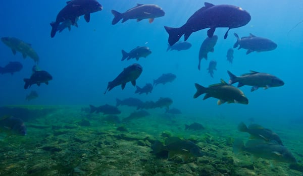 ‘Fish City’: Filmmakers taking viewers underwater off shores of Bruce Power nuclear plant