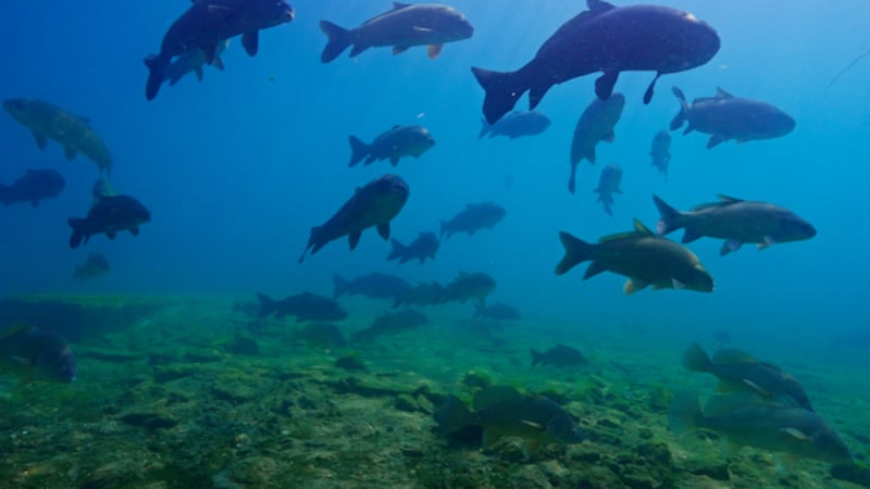 ‘Fish City’: Filmmakers taking viewers underwater off shores of Bruce Power nuclear plant