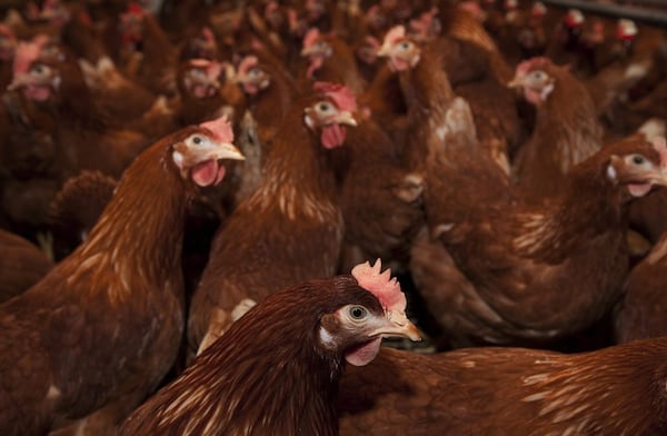 165,000 chickens dead after barns catch fire in Abbotsford, B.C.