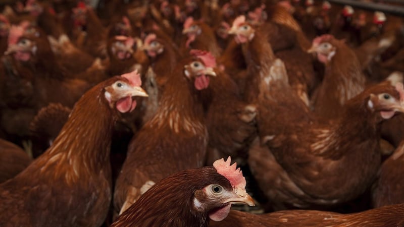 165,000 chickens dead after barns catch fire in Abbotsford, B.C.