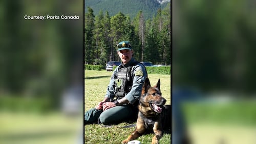 Parks Canada cuts Banff search-and-rescue dog program amid plans to eliminate 500 positions