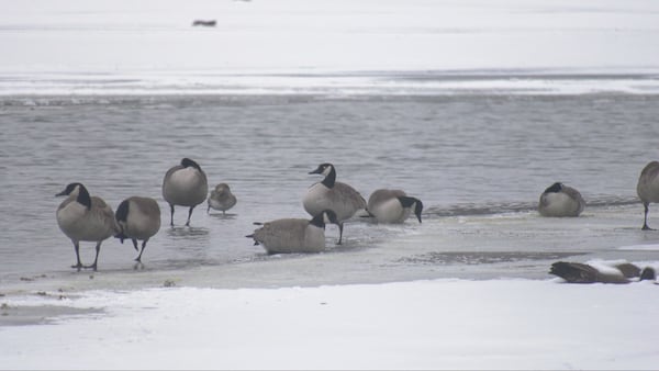 Testing underway after geese found dead in Tottenham
