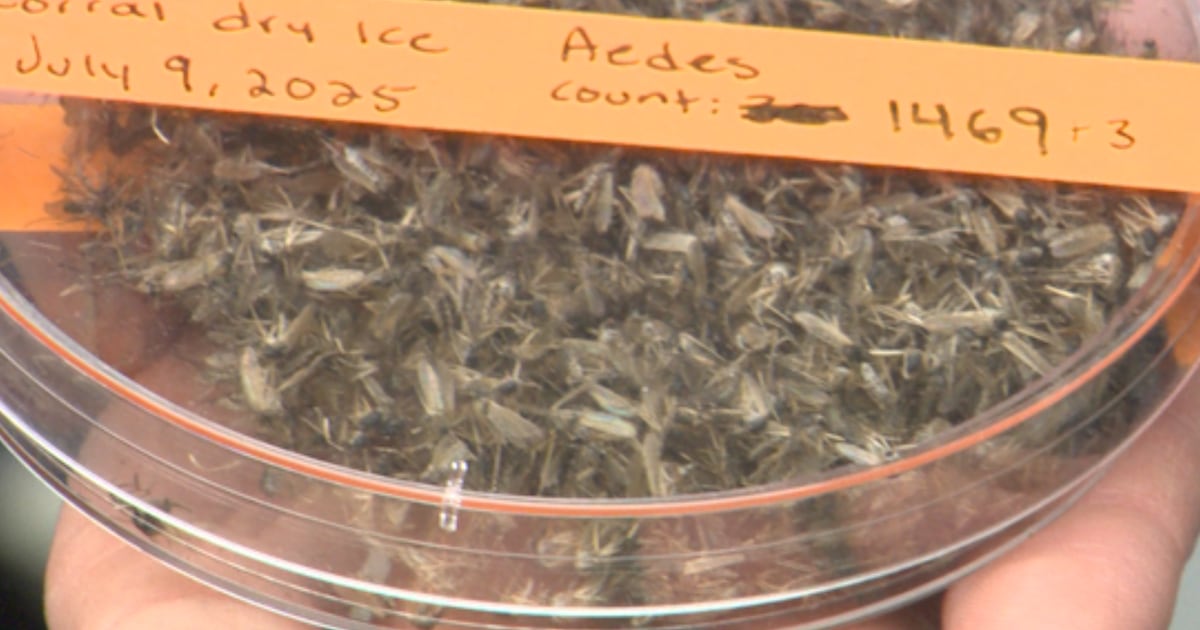 Cool, wet weather a breeding ground for mosquitoes, but officials see fewer than usual
