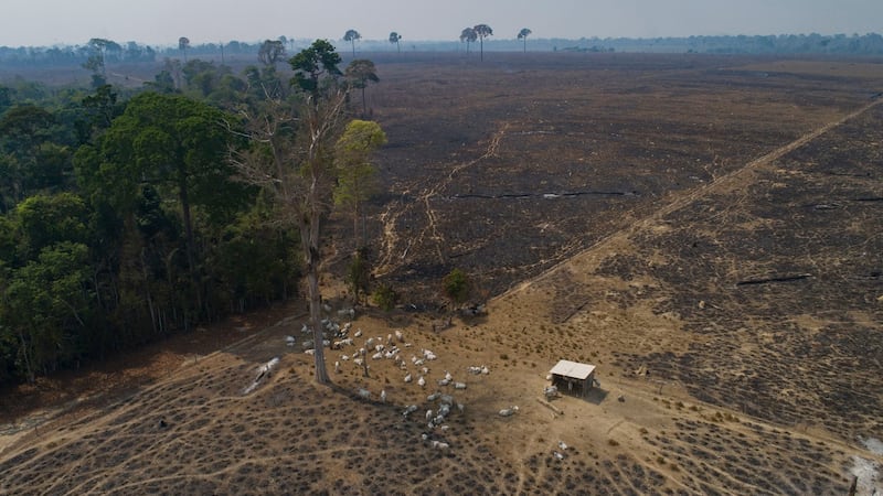 Latin America campaigners unveil model ‘ecocide’ law