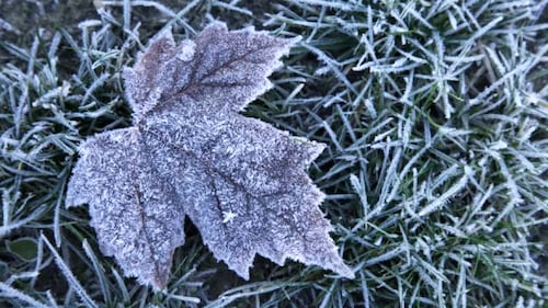 Frost advisories in effect for parts of GTHA ahead of first long weekend of summer