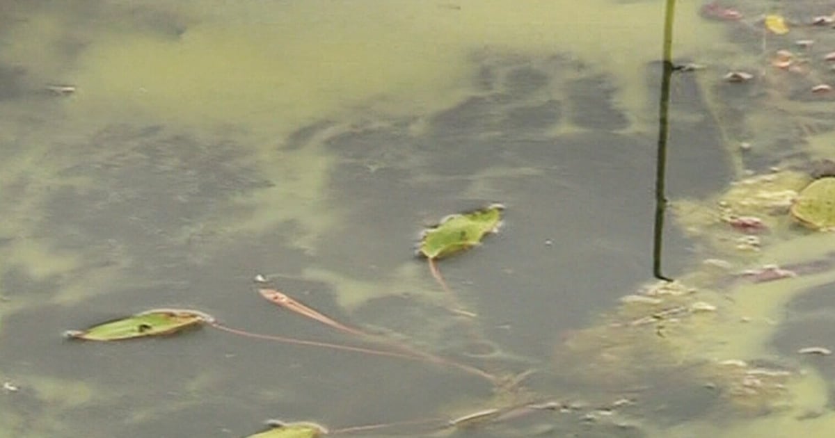 N.B. government warns public of blue-green algae health risks as temperatures rise