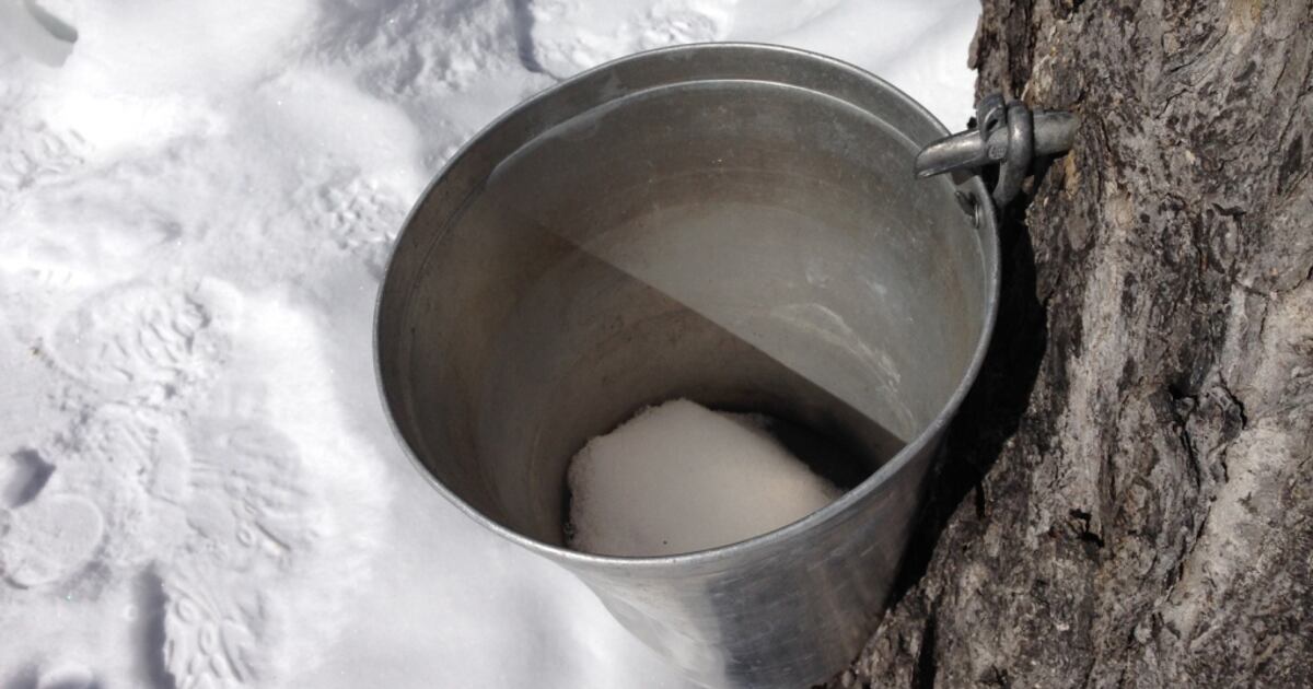 Deep freeze stalls start of maple syrup season