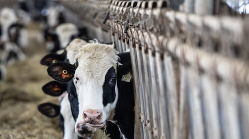 PM Carney says Ottawa is ‘loyal’ to supply management system protecting dairy sector