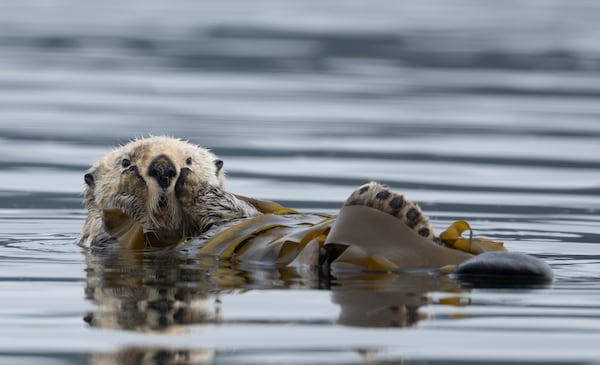 From sea otters to ice cave rappelling, these are the winning Canadian Photographer of the Year photos