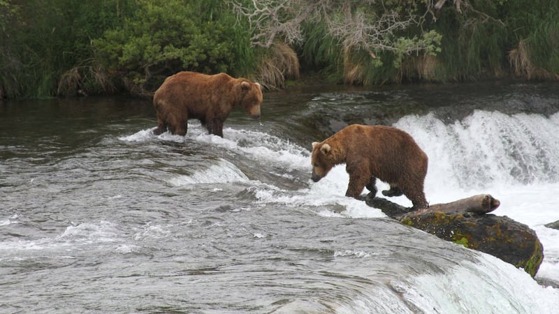 Alaska wildlife agents can kill bears from helicopters in an effort to protect caribou, judge says