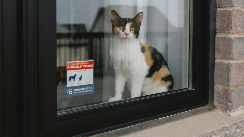 OSPCA reminds pet owners to be prepared for emergencies