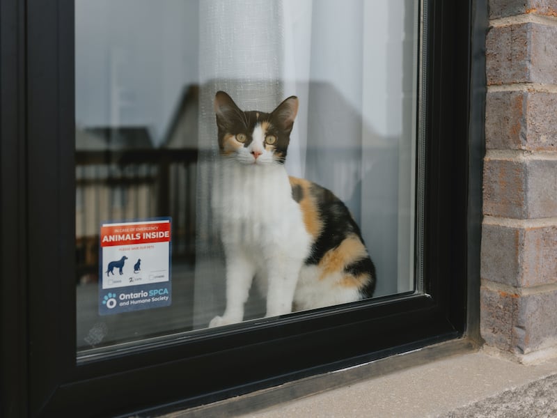OSPCA reminds pet owners to be prepared for emergencies