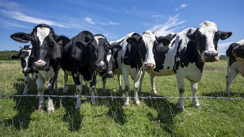 Dairy farmers warn against concessions as U.S. tariff deadline looms