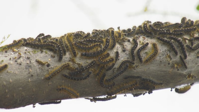 How to handle caterpillar population explosion in your yard
