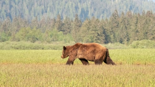 4 grizzly bears killed under Alberta’s wildlife management program