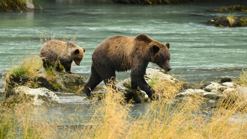 Banff National Park grizzly cub killed after being hit by train
