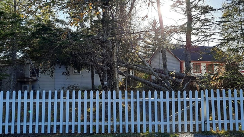 New arboretum to preserve trees after post-tropical storm Fiona damaged N.S. Eastern Shore
