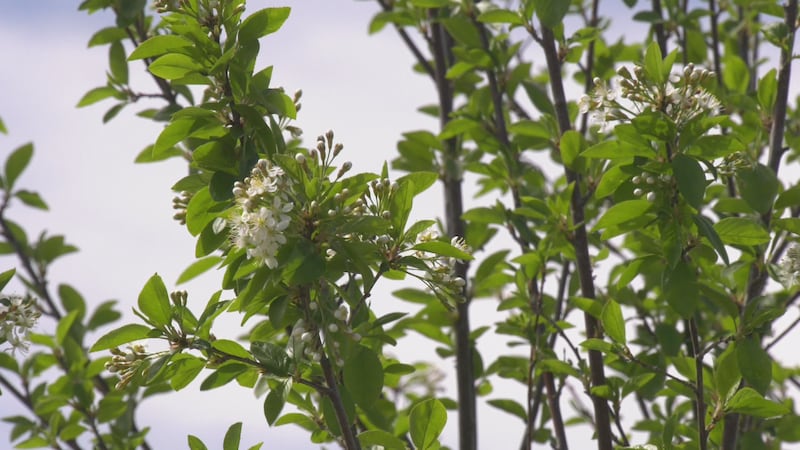 Late flowering culprit of delayed allergy season