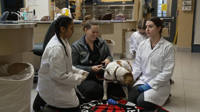 Georgian College animal health programs