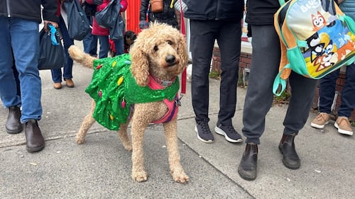 A fluffy light brown dog is wearing an outfit that looks like a Christmas tree.