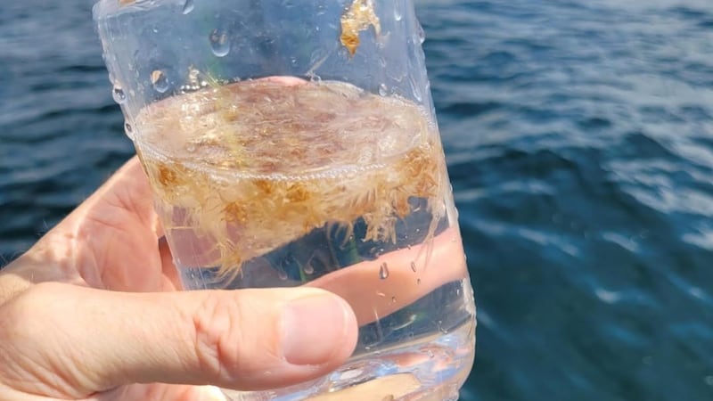 What’s that floating in Lake Simcoe? LSRCA explains