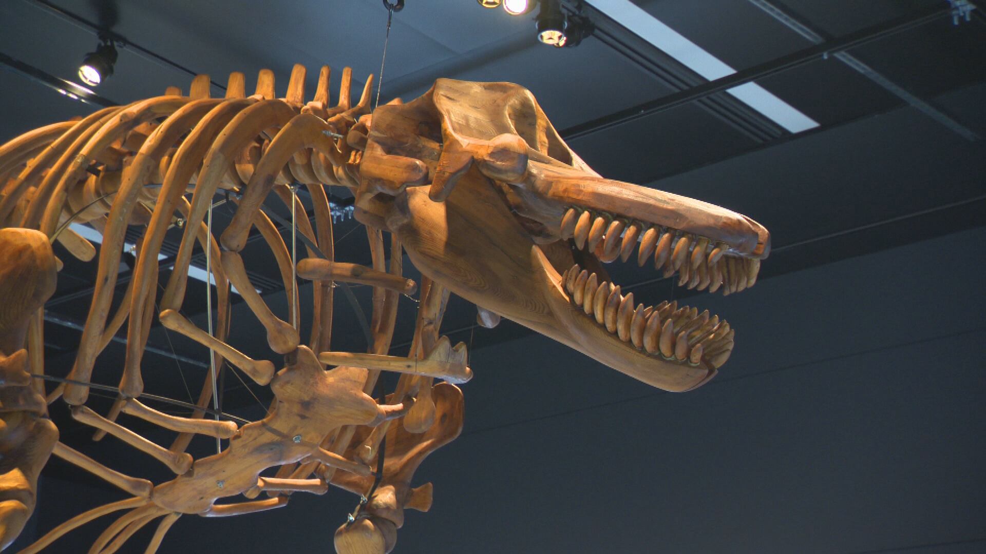 Ocas Display Royal Alberta Museum hosting orca exhibit