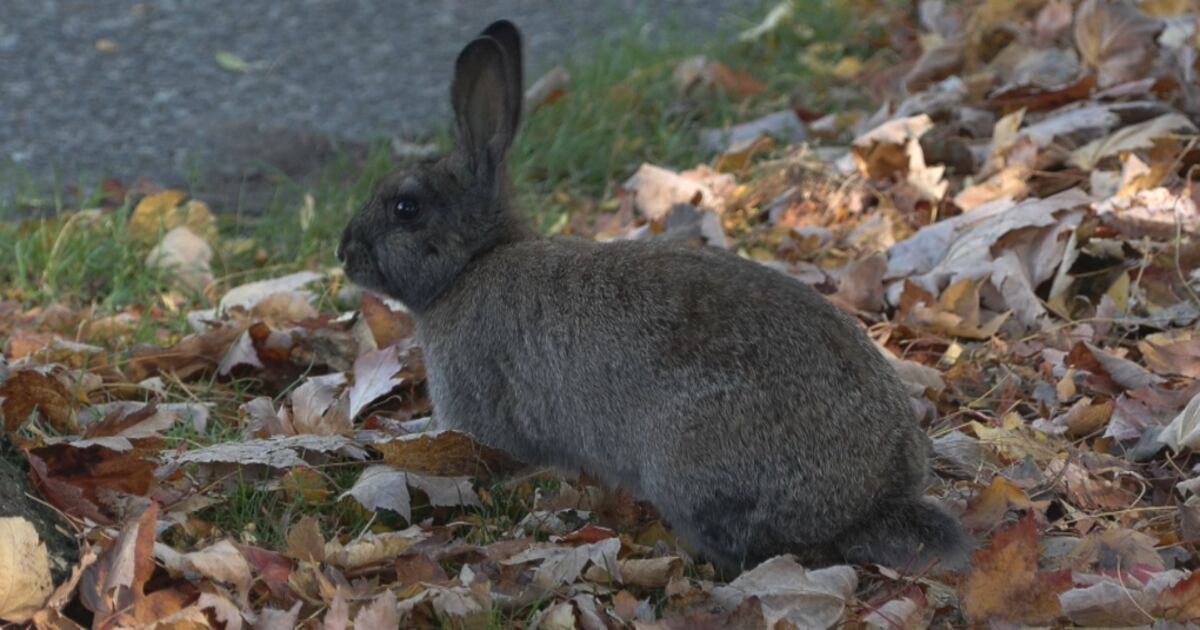 Euthanasia Rabbit Wringer 'They deserve to live': Group rallies to stop euthanasia of Granville ...