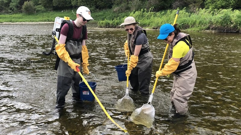 Study finds fish near wastewater plants have opioids and antidepressants in their systems