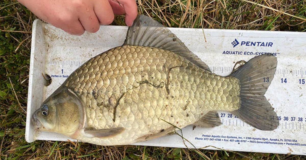 Calgary developing 5-year plan to tackle invasive fish in storm ponds
