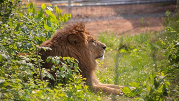 Safe in Sanctuary: The unlikely ending for African lions rescued from Canadian roadside zoo
