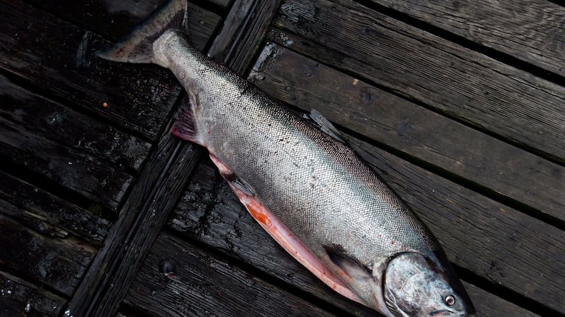 Cocktail of pills, caffeine and fire retardant put B.C. chinook salmon at risk: study