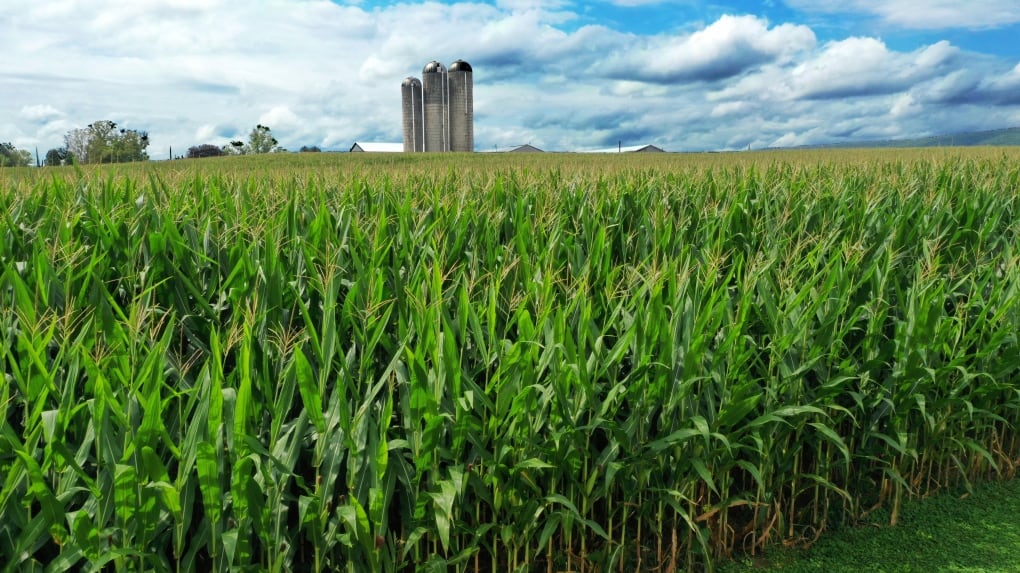 This is a cornfield in Mill Hill, Pa., on Aug. 29, 2023. (AP Photo/Gene J. Puskar)