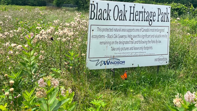 Friends of Ojibway Prairie marks 35 years with butterfly count, symphony concert, and guided walk