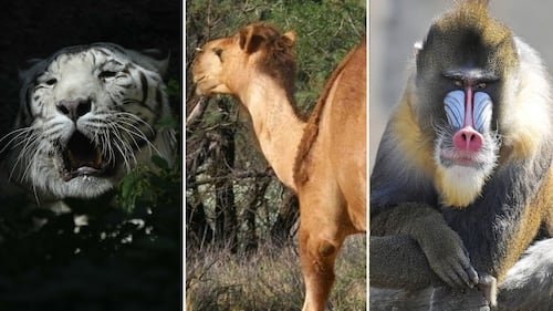 Tigers, hyenas, camel found in raid on Mexican fuel smugglers