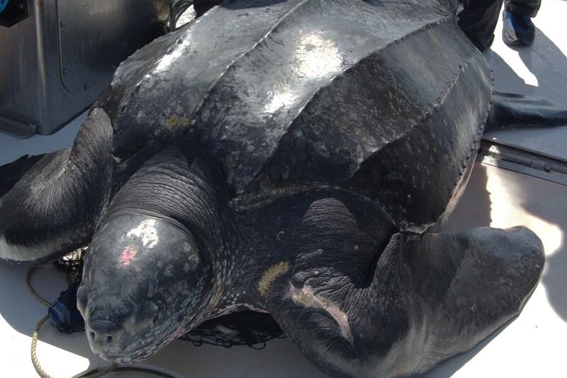 8 leatherback sea turtles tagged off Nova Scotia nesting by equator