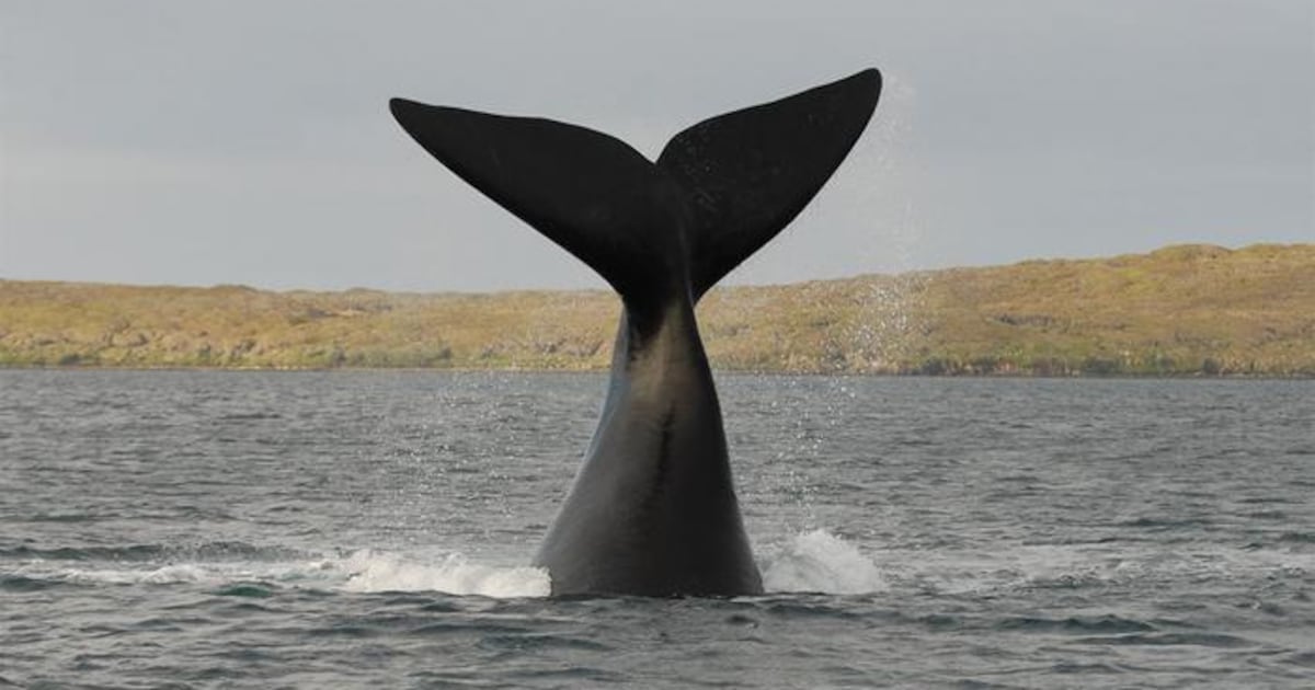 A man collected whale poop from beach. Those fecal samples led to a ...