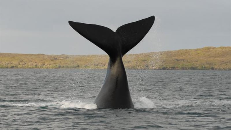 A man collected whale poop he found during his morning runs. Researchers say the collection has led to a ‘groundbreaking’ study.