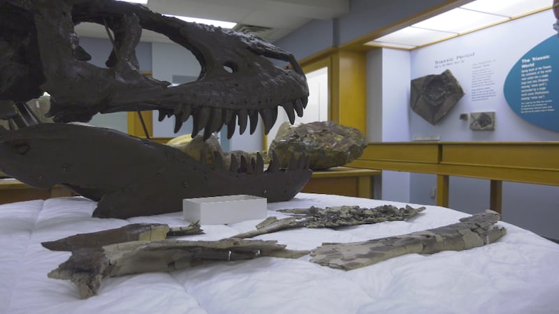 ‘An event of cannibalism – by a baby’: Dinosaur researchers’ jaw-dropping discovery