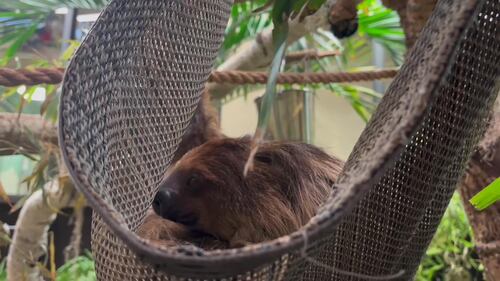 Sloth at the Edmonton Valley Zoo Nov. 24, 2025. (Sasha Pietramala/CTV News Edmonton)