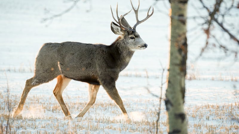 Saskatchewan to continue CWD testing program in 2026-27 hunting season