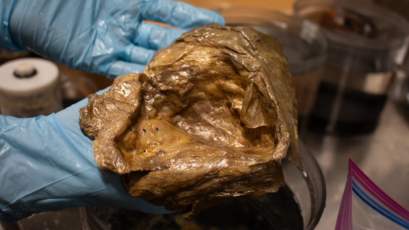 Scientists identify mysterious ‘golden orb’ discovered deep in the Gulf of Alaska